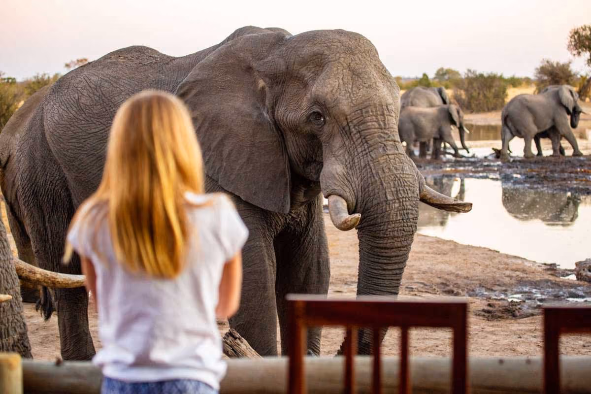 Young girl observing a large elephant up close near a watering hole with other elephants in the background.
