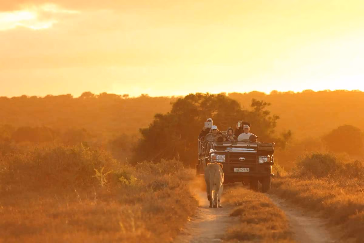 Safari vehicle with tourists closely following a lion walking on a dirt path at sunset.
