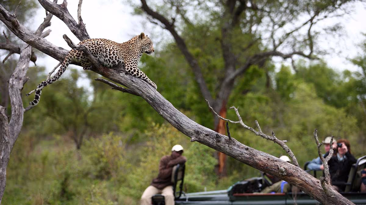 Leopard lying stretched on a diagonal tree branch with blurred green trees and safari tourists in background.