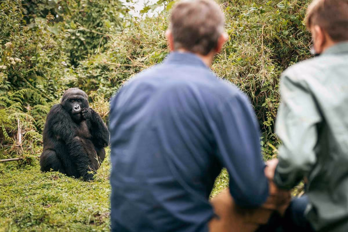 A gorilla sitting on grass looking at two people in the foreground surrounded by green foliage.