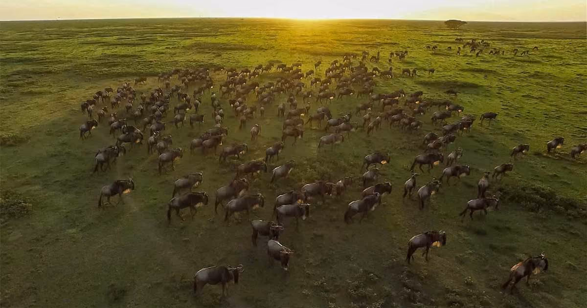 Herd of wildebeests grazing on grassy plains with the sun setting in the background.