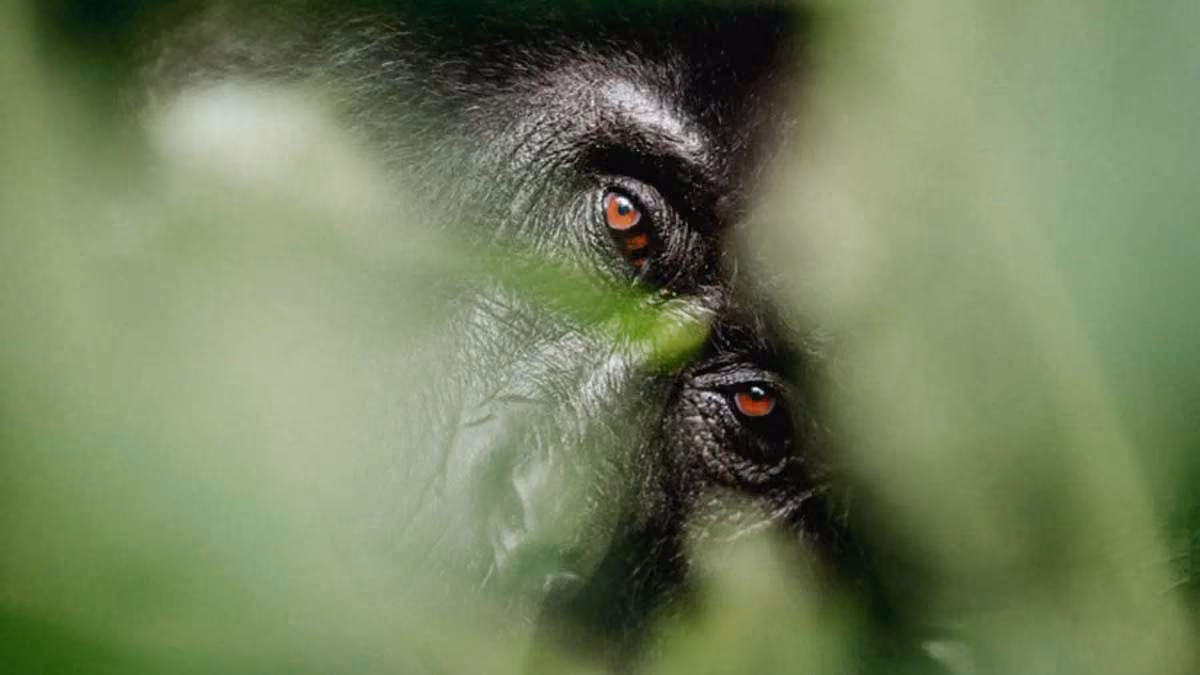 Close-up of a gorilla's face partially hidden behind green leaves, showing its expressive eyes.