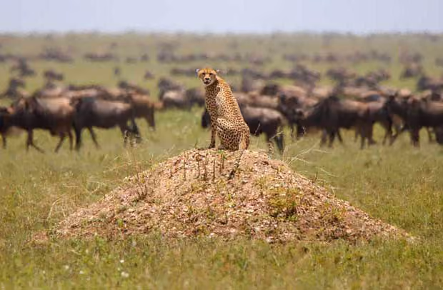 Cheetah sitting on a mound in grassland with a herd of wildebeests in the background.