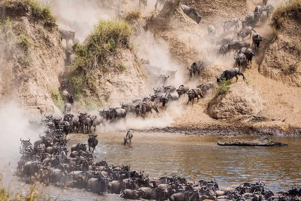 Herd of wildebeest crossing a river amid dusty, steep banks in a rugged landscape.