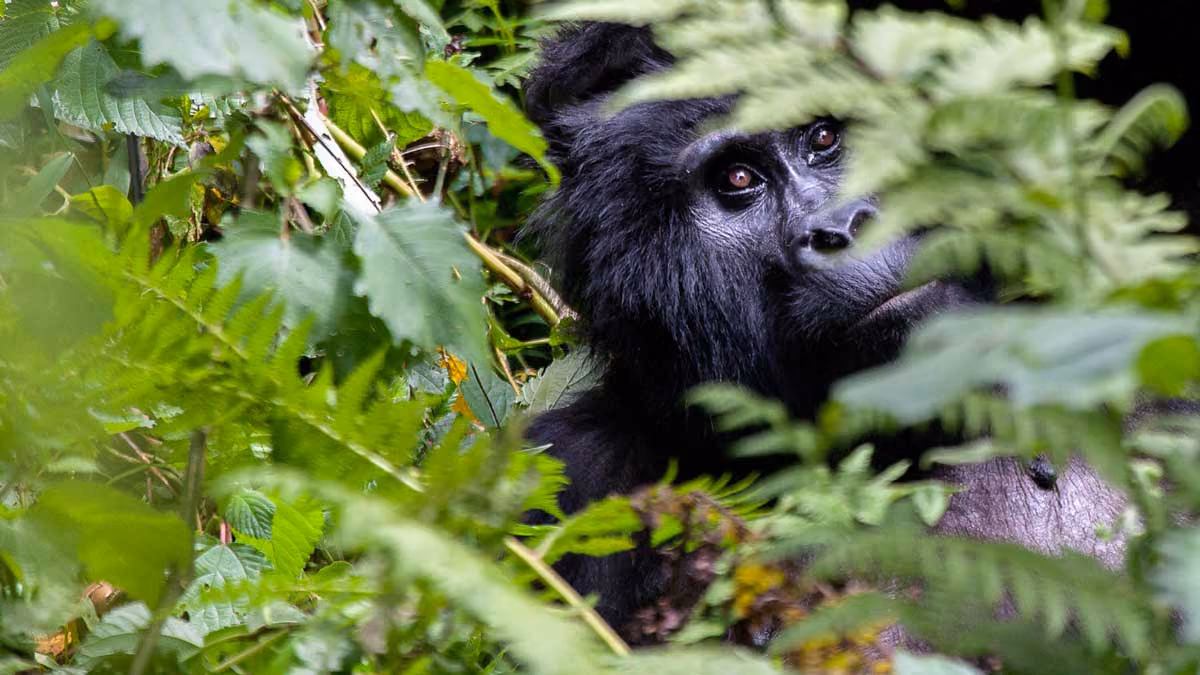 Close-up of a gorilla partially hidden by green leaves in dense forest vegetation.