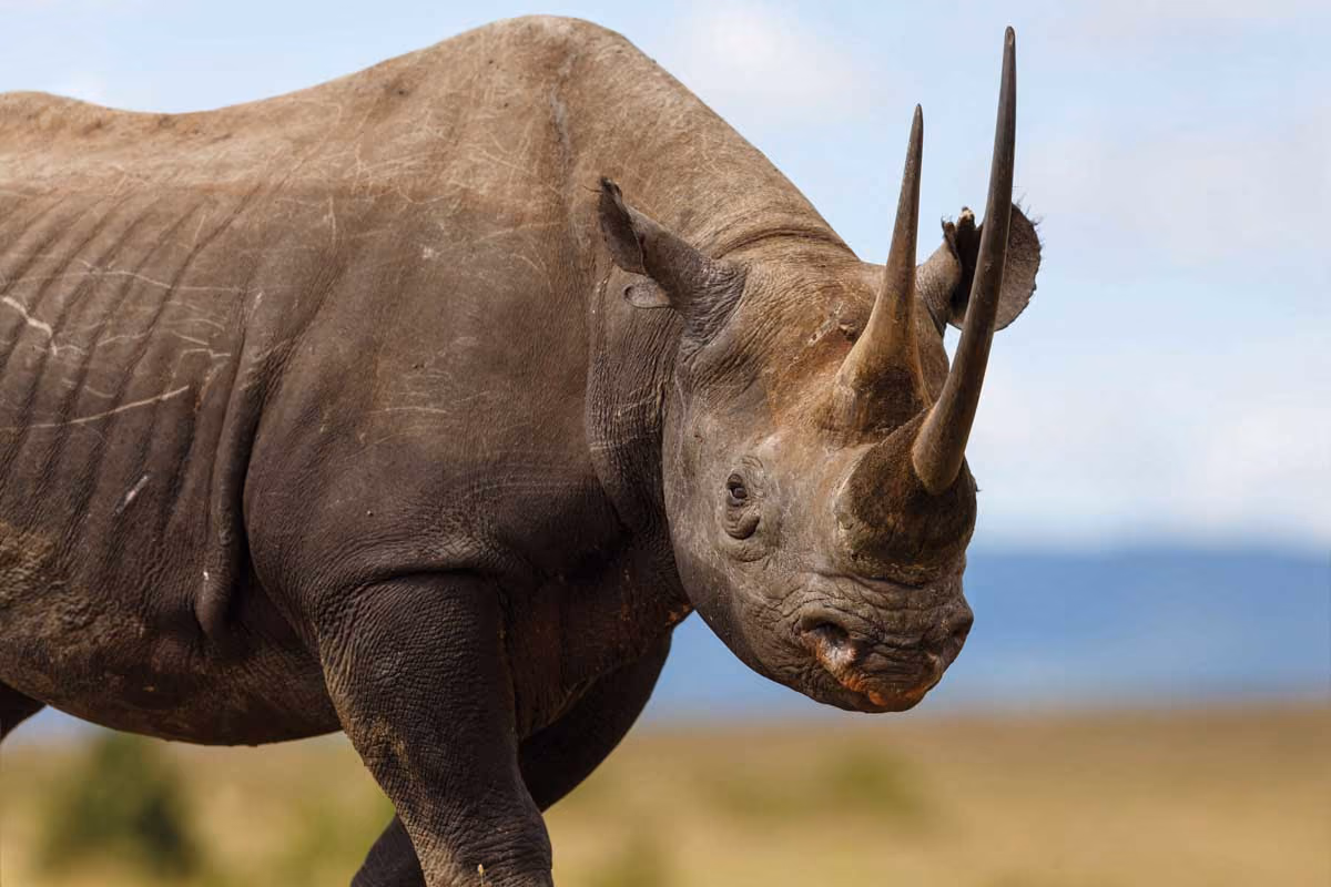 Close-up of a black rhino with two prominent horns standing in a grassy savannah under a blue sky.
