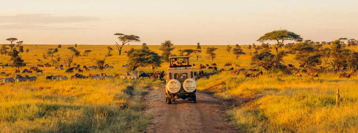 Safari jeep driving on dirt road through golden grassland with zebras and wildebeests at sunset.