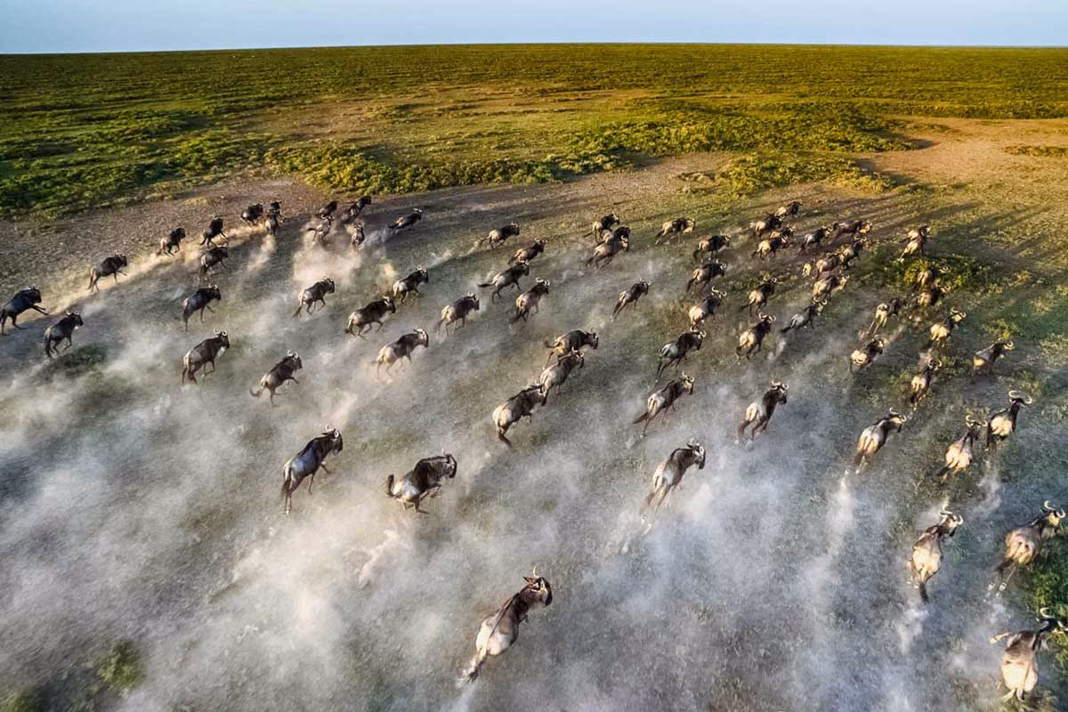 Aerial view of a large herd of wildebeests running across dusty grassland in the Serengeti.