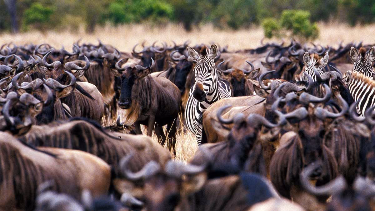 Zebras standing among a large herd of wildebeest in a grassy landscape.