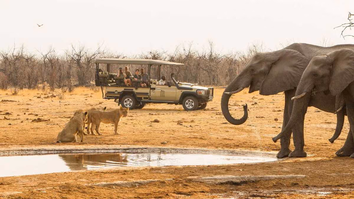 Tourists in safari vehicle watch two elephants and two lions near a waterhole in dry savanna land.
