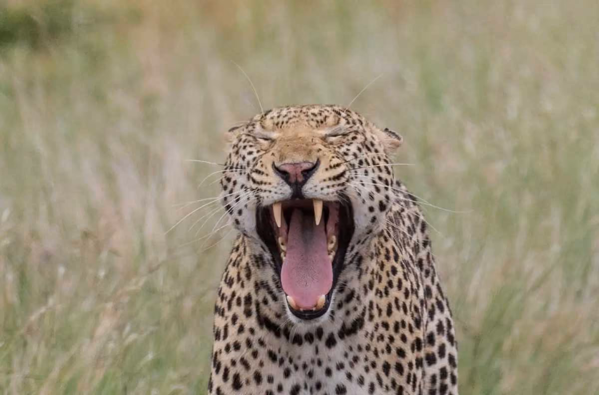 Close-up of a yawning leopard showing its teeth with eyes closed in a grassy area.