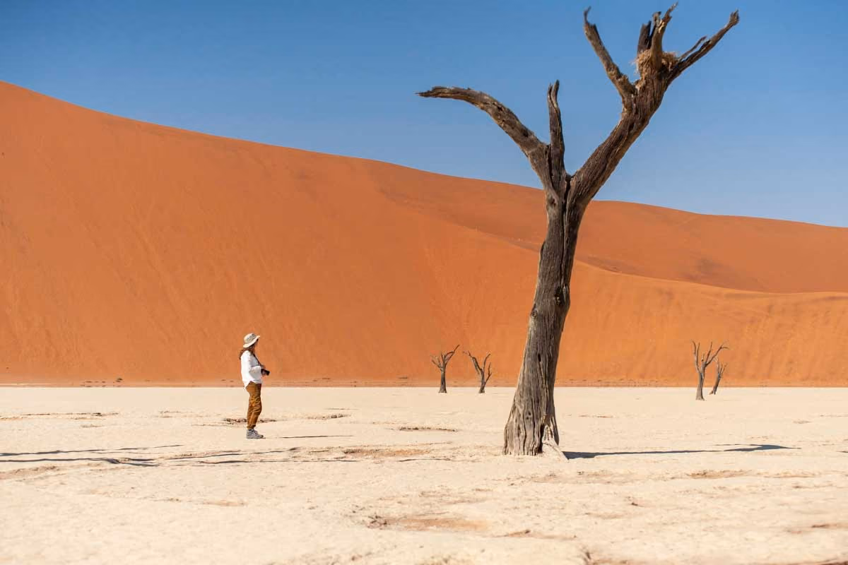 Person standing near a tall dead tree in a white desert with orange sand dunes under a clear blue sky.
