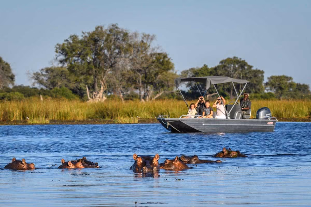 Group of hippos partially submerged in water with people on a motorboat watching them.