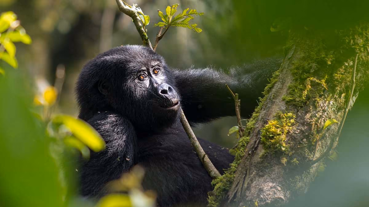 Close-up of a relaxed gorilla resting on a moss-covered tree branch in a forest.