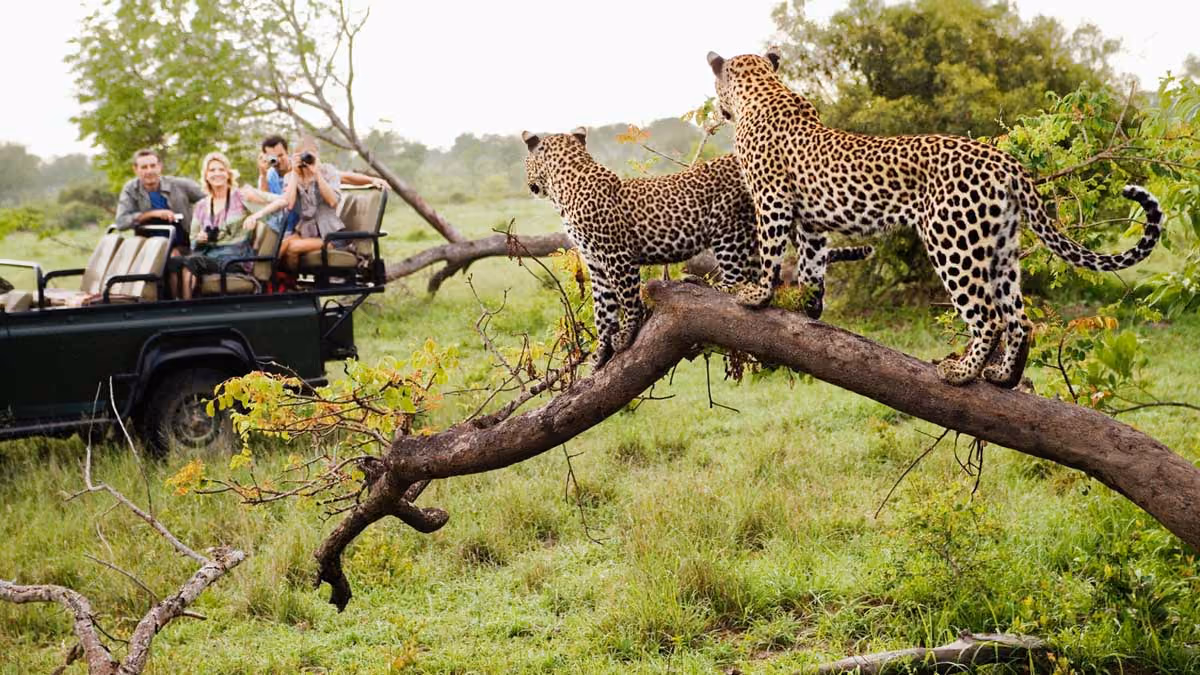 Two leopards on a tree branch with tourists observing from a safari vehicle in a green landscape.