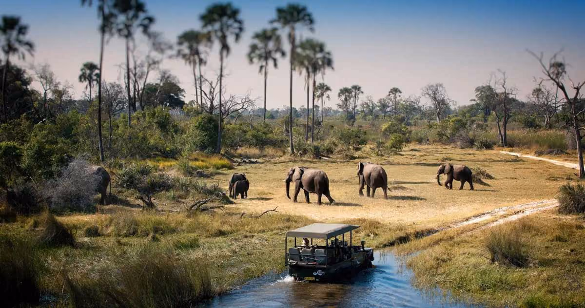 Safari vehicle on waterway drives toward six elephants standing in a grassy clearing with palm trees.