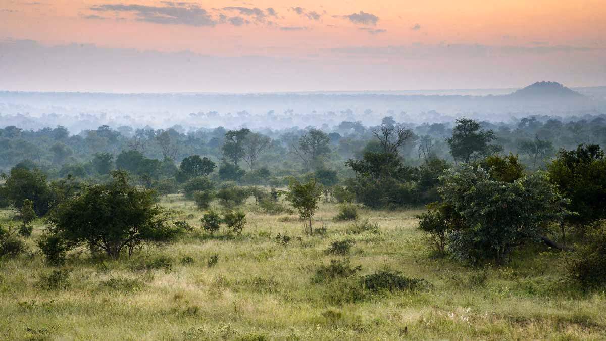 Expansive grassy savannah with scattered trees under a cloudy sky at sunrise or sunset.