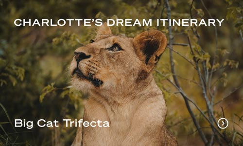 Young lion looking upwards surrounded by green foliage as part of a travel itinerary ad.