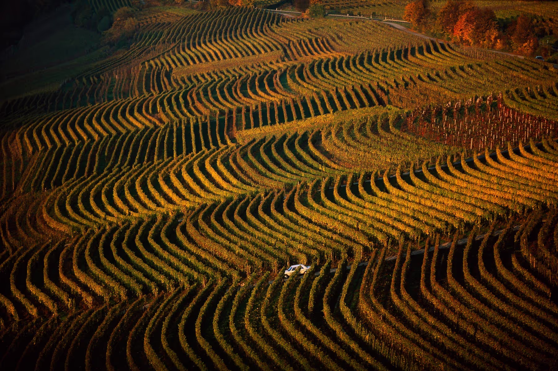 Vignes_Yann Arthus Bertrand