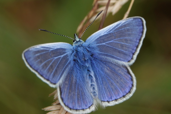 Take part in the Big Butterfly Count 