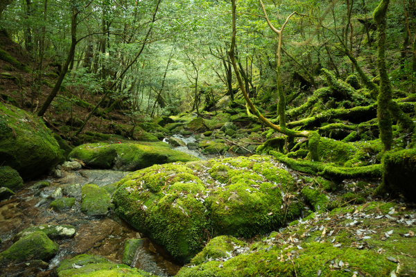 Plant the future: the power of people