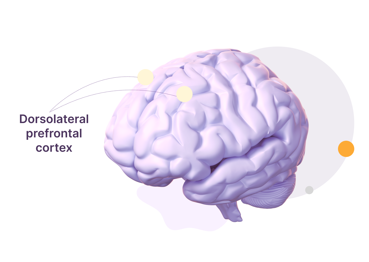A brain with the prefrontal cortex highlighted.
