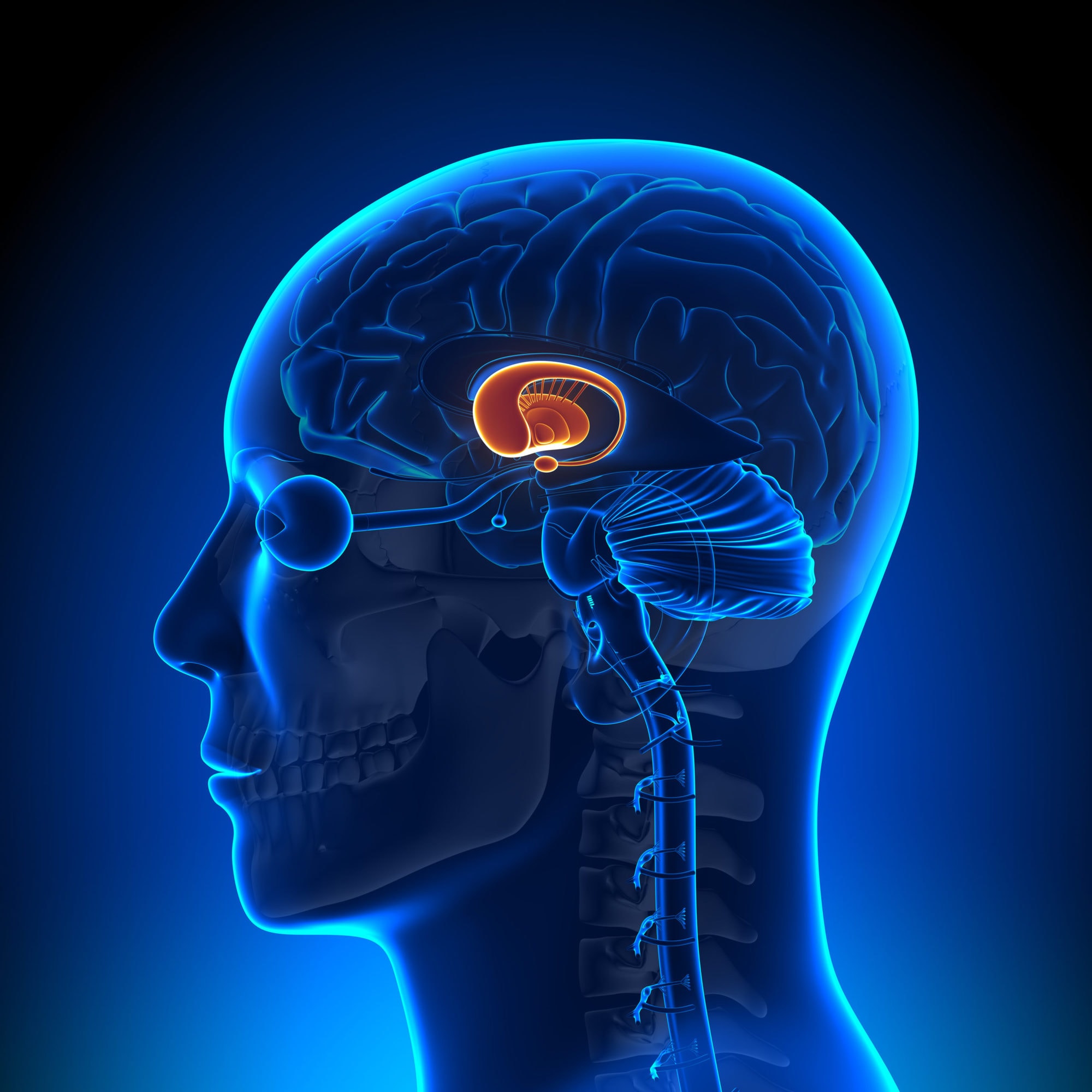 A human head with the brain exposed and the basal ganglia highlighted in orange.