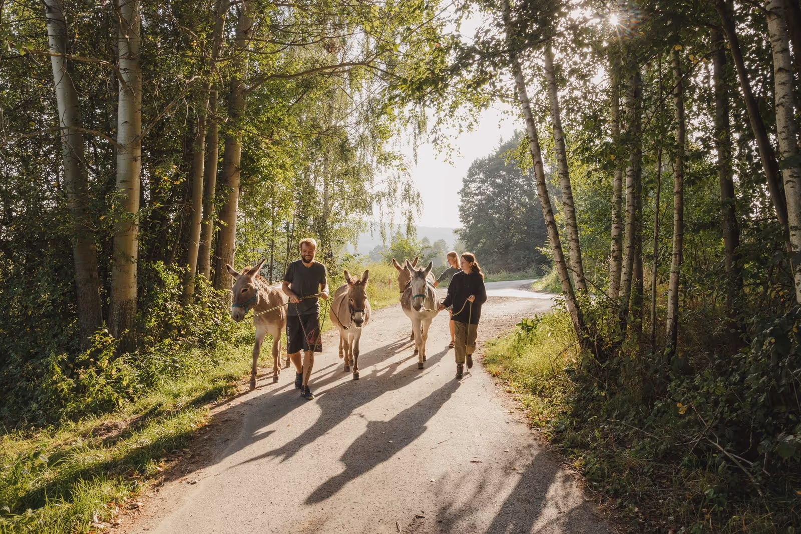 Jurta na farmie z osiołkami - spacer z osiołkami