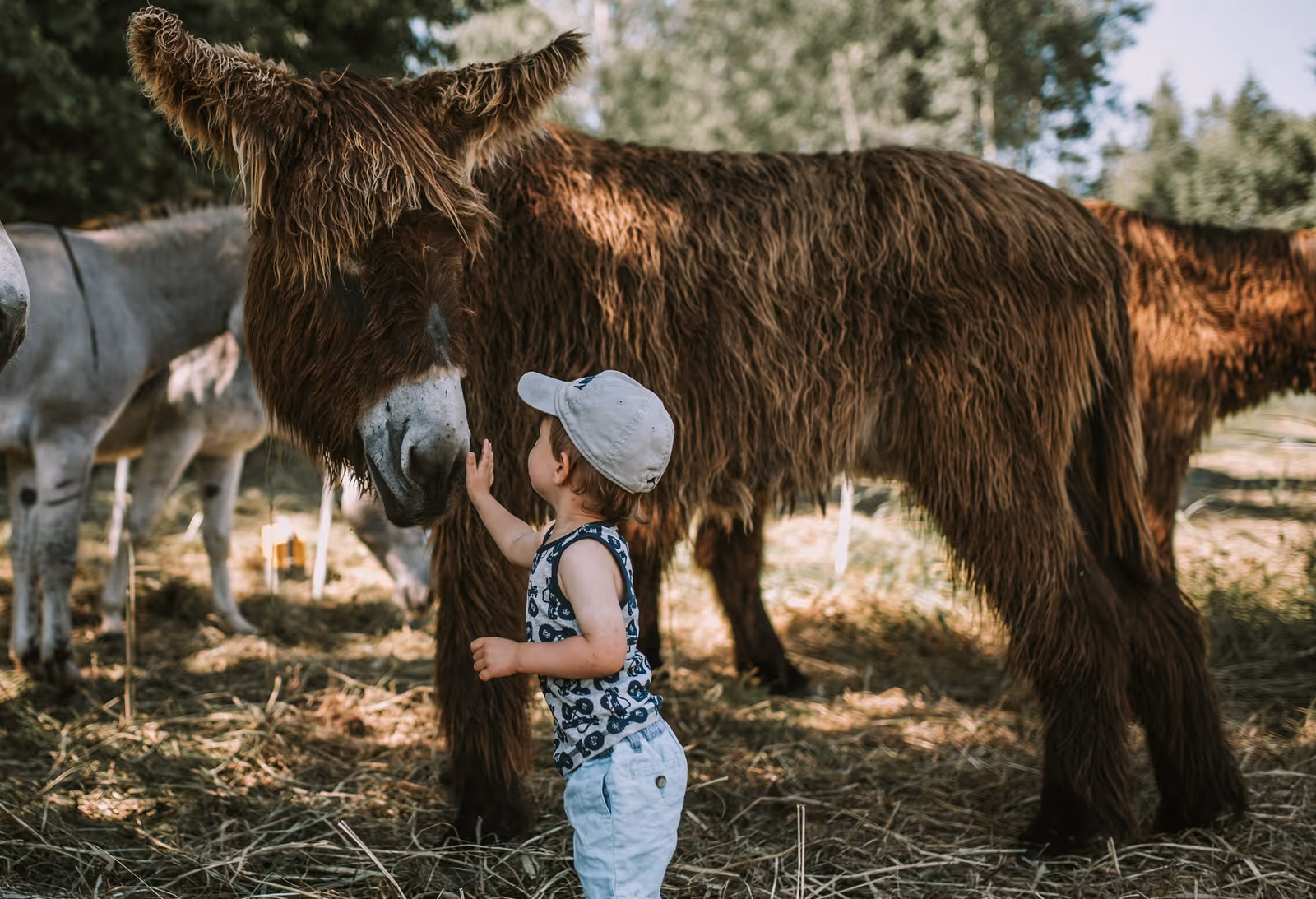 Jurta na farmie z osiołkami - osiołek