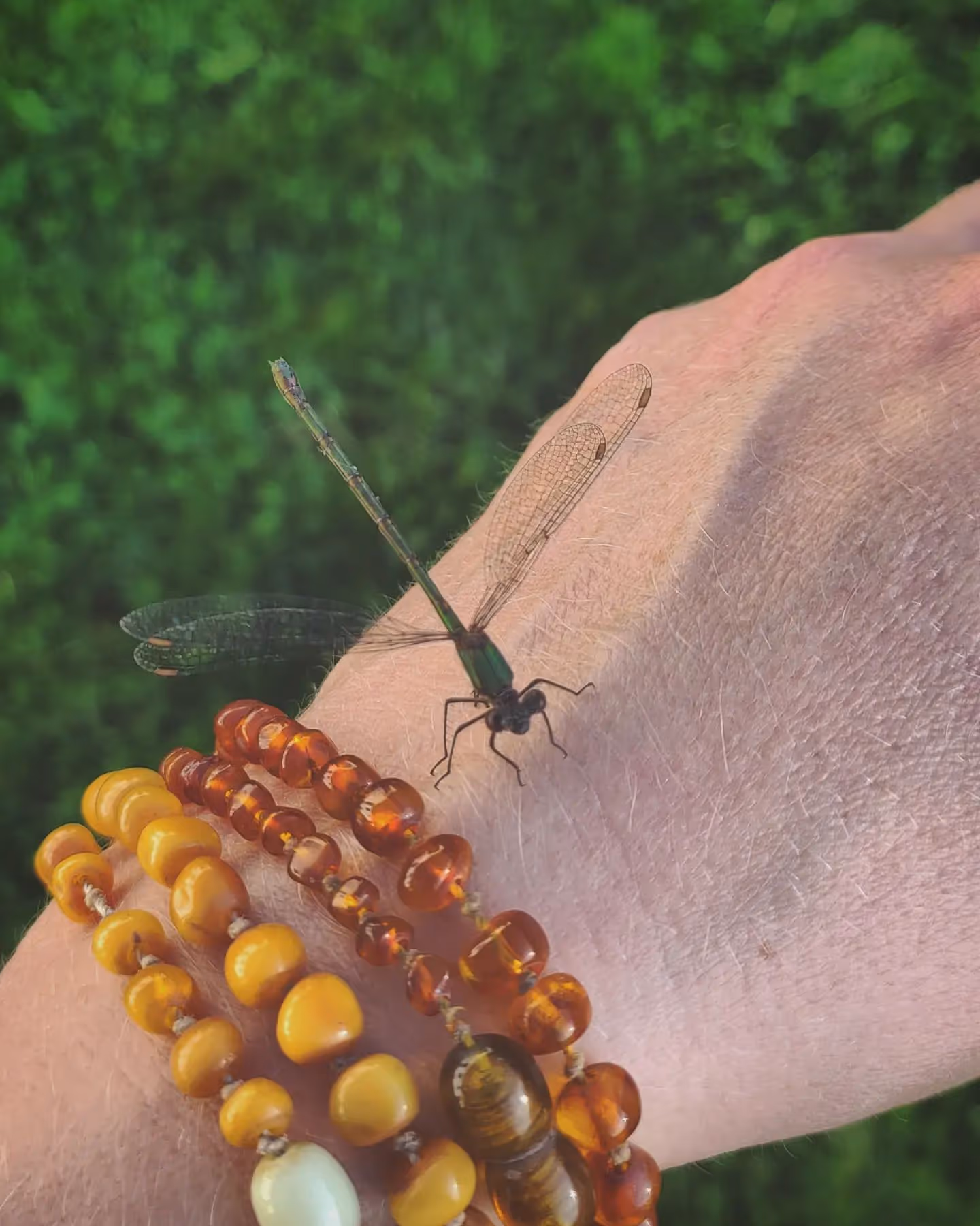 Jelonki 2 // kameralnie w dzikich chaszczach - przyroda