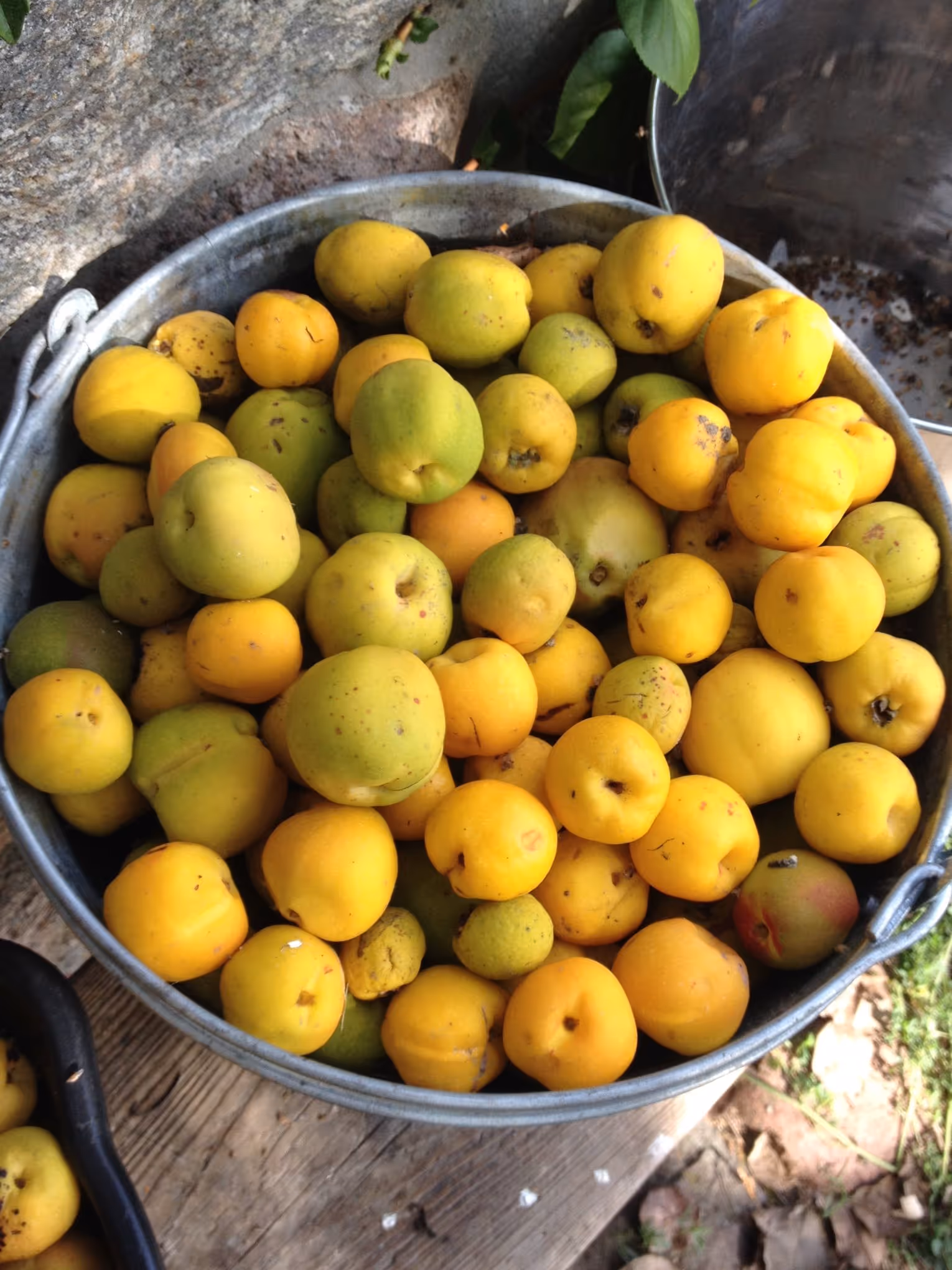 Winnica Majcz (Azyl tylko dla dorosłych) - jabłka