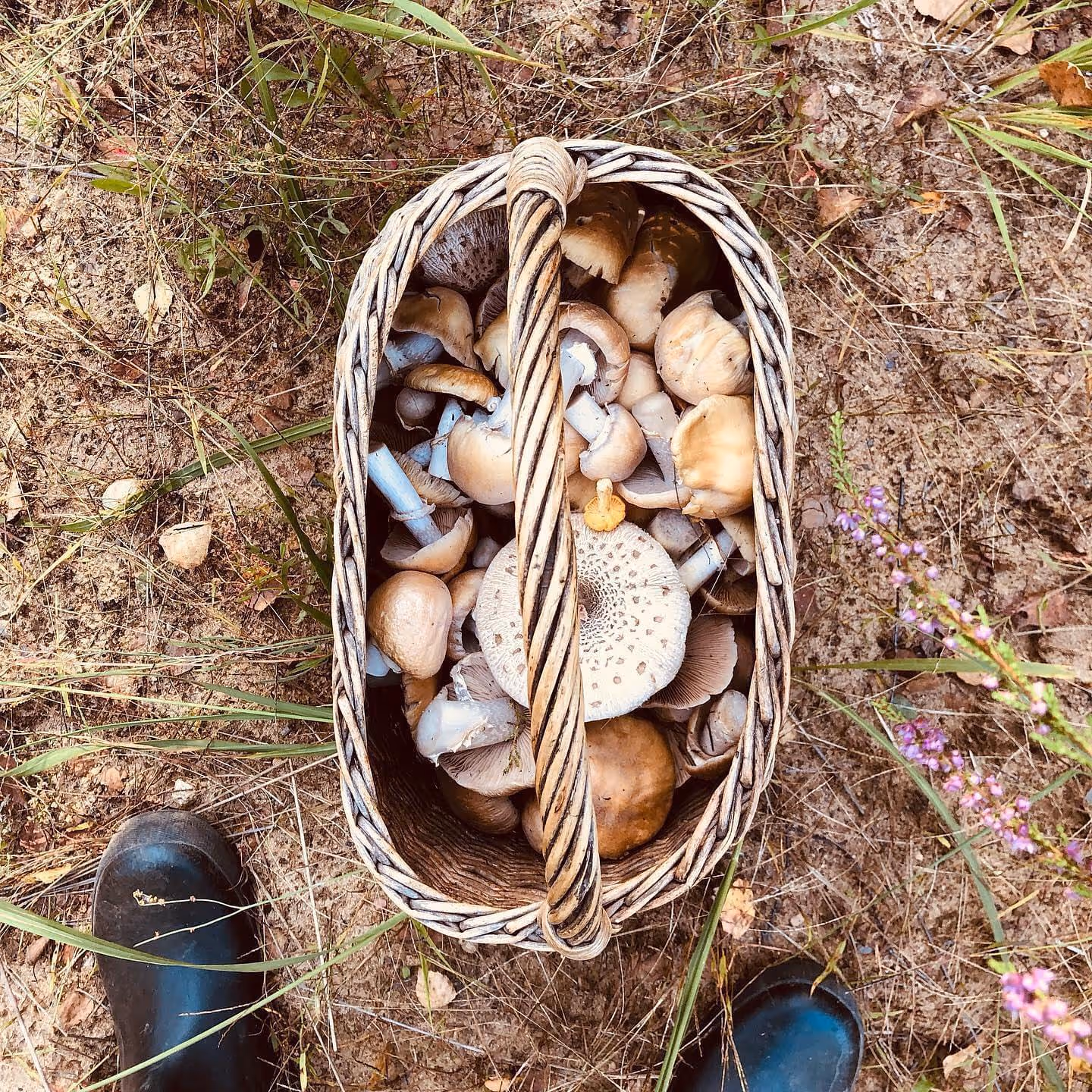 Przechowalnia Marzeń - grzyby