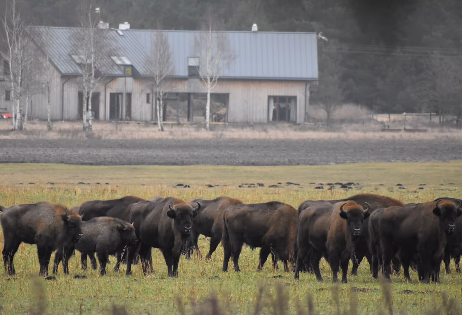 Werstok - Dom Dobry ze słomy i gliny - żubry