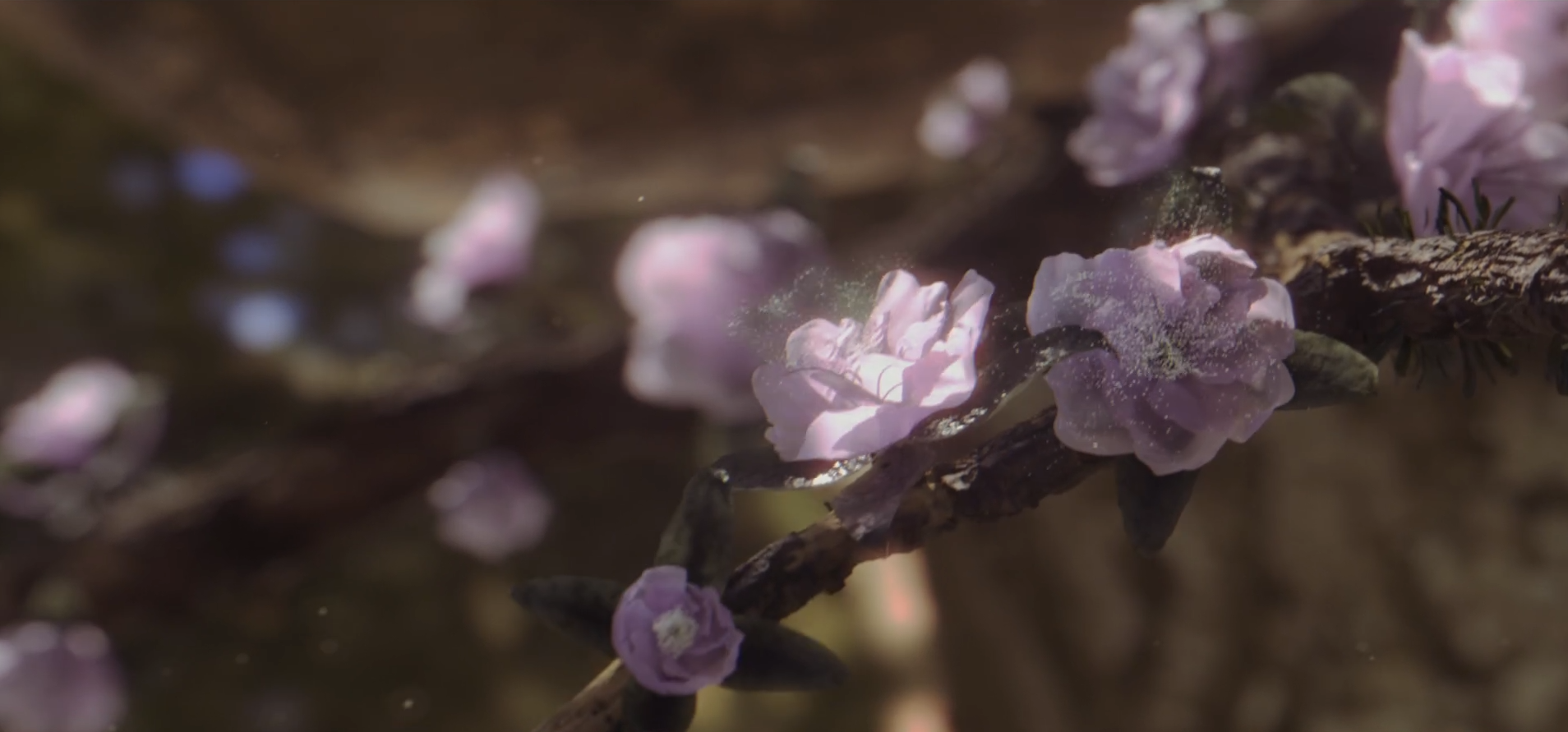 The Bloom