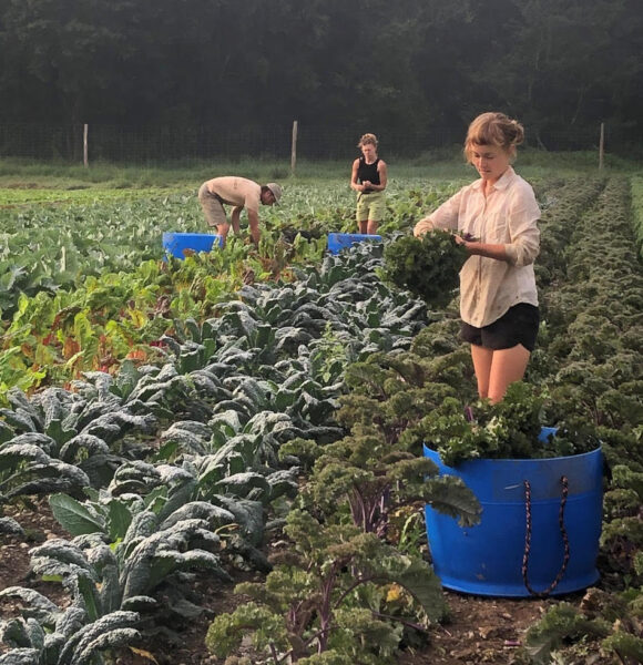 Fodder: Stories from the Field