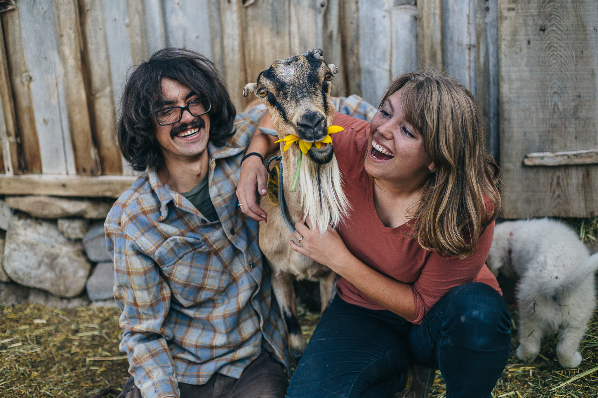 A couple embrace a goat that is chewing on a sunflower while they smile and laugh.