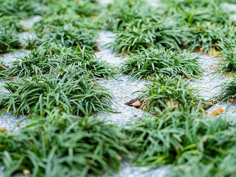 永代供養付 亀有・中川樹木墓苑