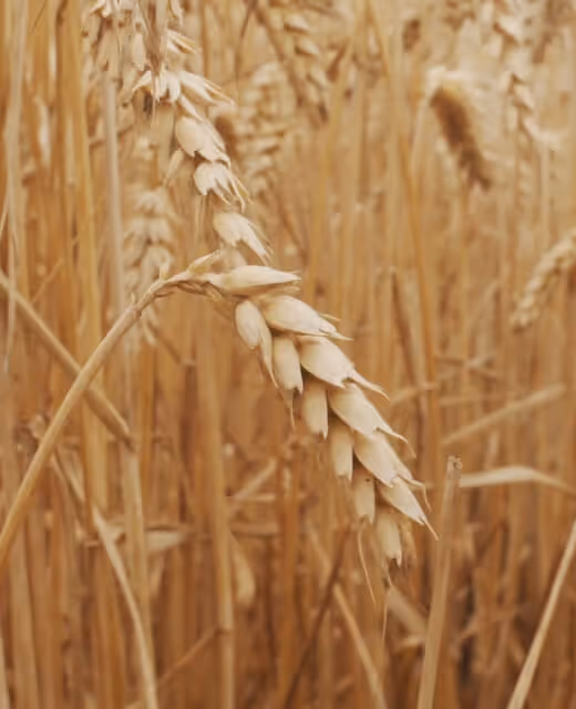 Wheat