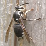 The Dangers of Bald-Faced Hornets