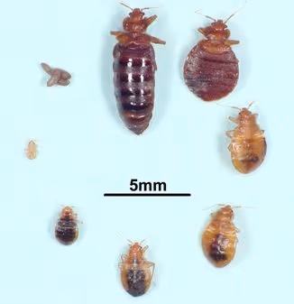 The Accidental Bed Bug Invasion