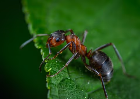 Why Are There So Many Ants In My Kitchen?