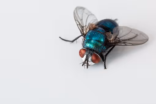 Spring Cluster Flies