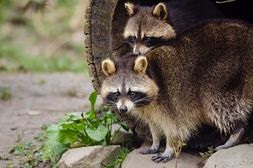 There is a Critter in My Garage. What Now?