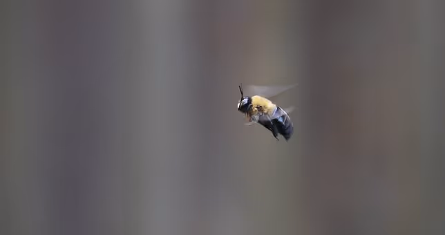 The Carpenter Bee: Bumblebee Imposters!