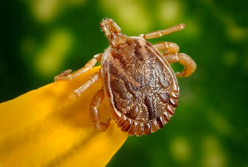 Tick-borne Diseases on the Rise