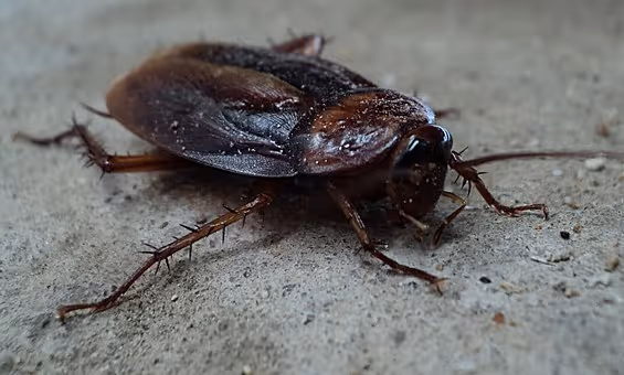 Cockroach Identification Guide