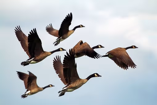 Problems with Canadian Geese?