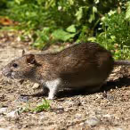 Rodent Sanitation
