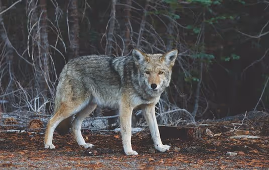 Deterring Coyotes from Your Property