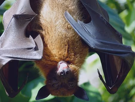 Bat Control for Your Home and Property